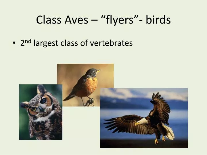 class aves flyers birds