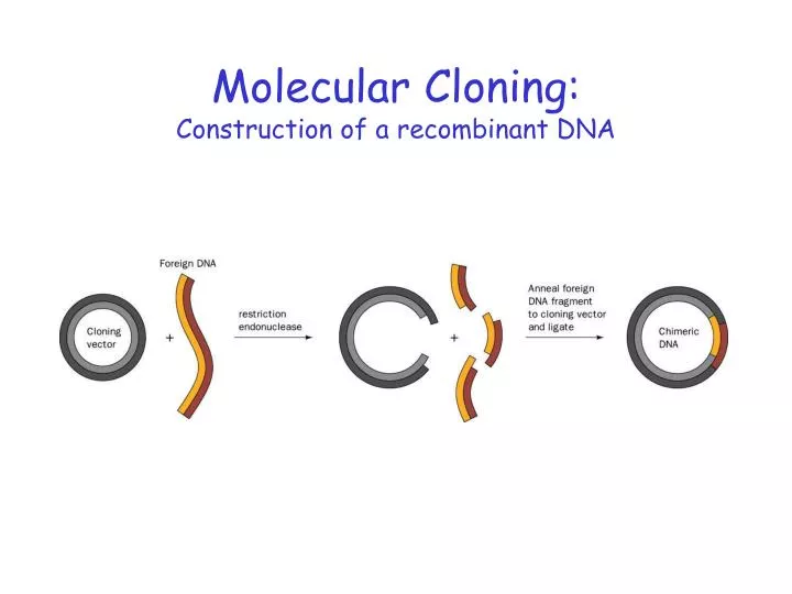 molecular cloning construction of a recombinant dna