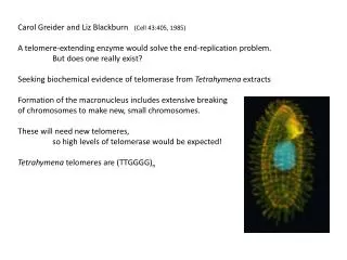 Carol Greider and Liz Blackburn (Cell 43:405, 1985)
