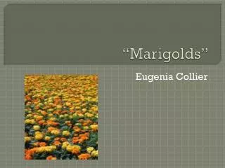 marigolds