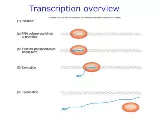 Transcription overview