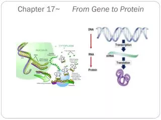 Chapter 17~ From Gene to Protein