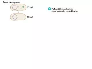 F plasmid integrates into chromosome by recombination
