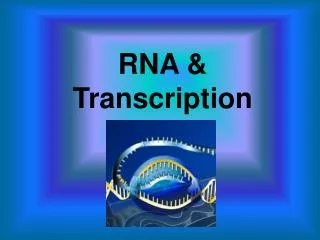 RNA &amp; Transcription