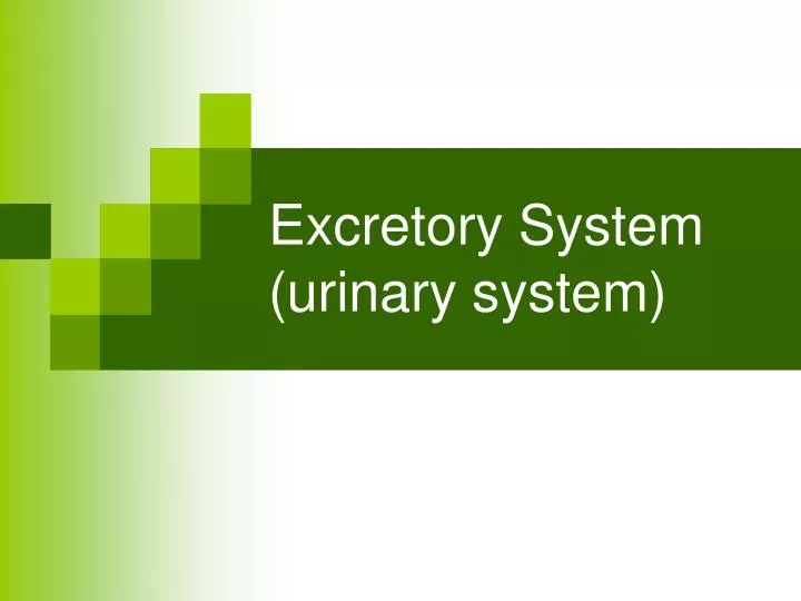 excretory system urinary system