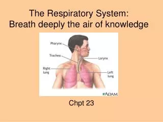 The Respiratory System: Breath deeply the air of knowledge