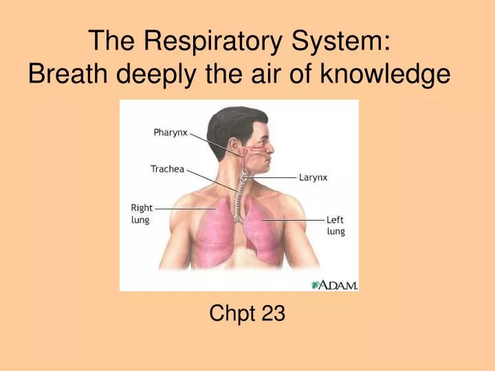 the respiratory system breath deeply the air of knowledge