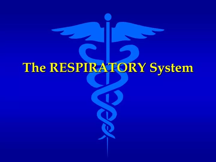 the respiratory system