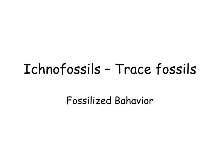 ichnofossils trace fossils