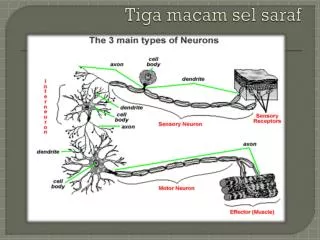 Tiga macam sel saraf