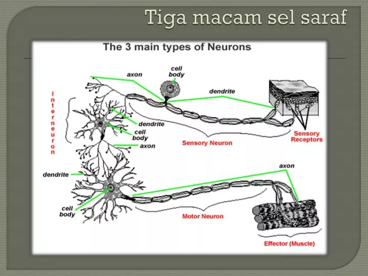 tiga macam sel saraf