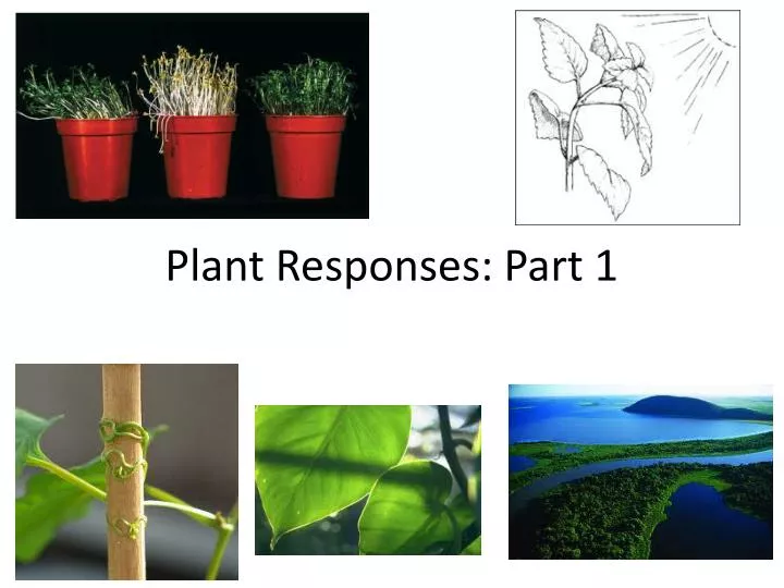 plant responses part 1