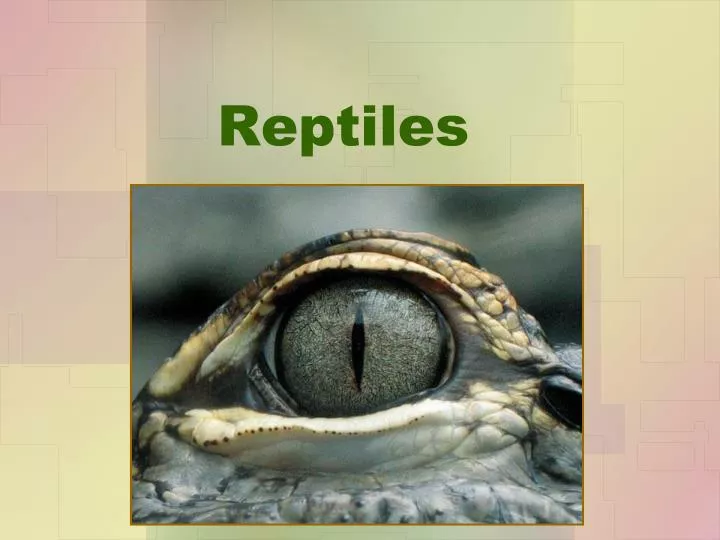 reptiles