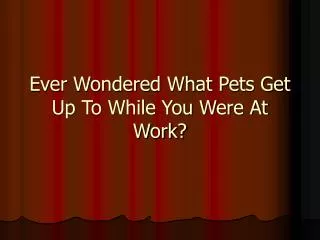 Ever Wondered What Pets Get Up To While You Were At Work?