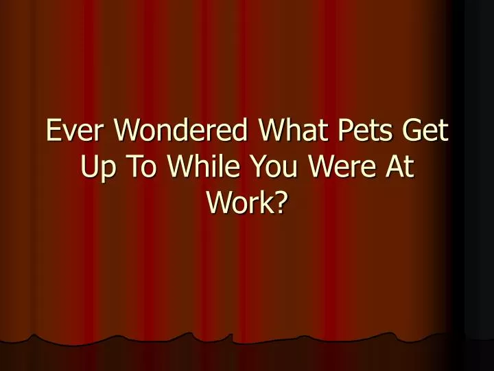 ever wondered what pets get up to while you were at work