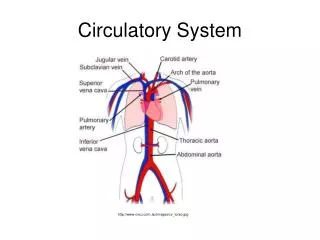 Circulatory System