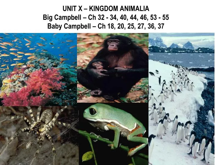 unit x kingdom animalia big campbell ch 32 34 40 44 46 53 55 baby campbell ch 18 20 25 27 36 37