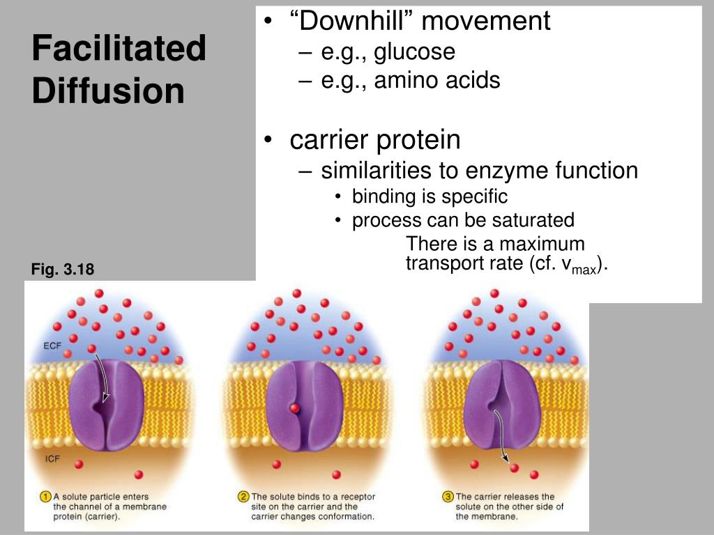 PPT - Facilitated Diffusion PowerPoint Presentation, free download - ID ...