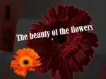 The beauty of the flowers