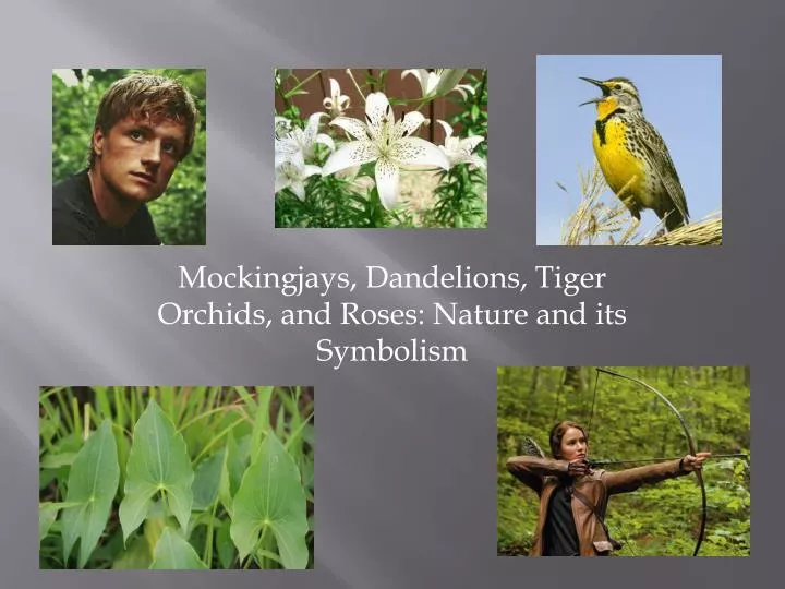 mockingjays dandelions tiger orchids and roses nature and its symbolism