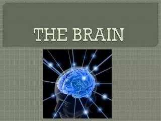 the brain