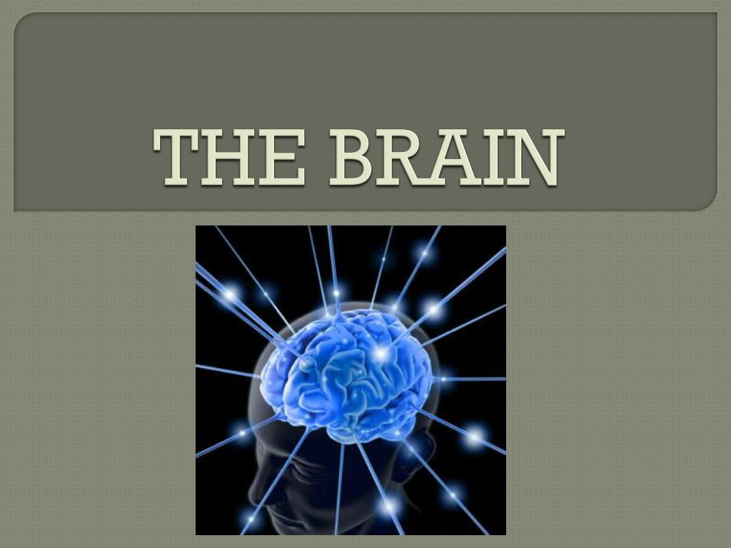 PPT - THE BRAIN PowerPoint Presentation, free download - ID:3033595