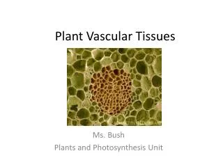 Plant Vascular Tissues