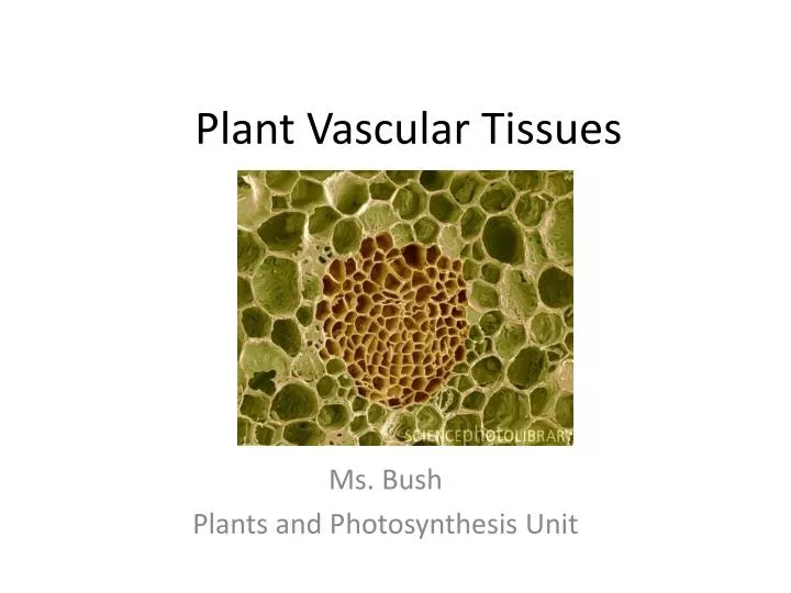 plant vascular tissues