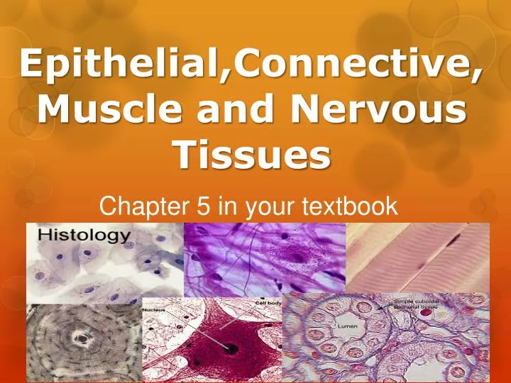 epithelial connective muscle and nervous tissues