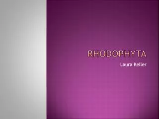 Rhodophyta