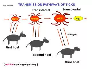 TICK VECTORS TRANSMISSION PATHWAYS OF TICKS