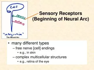 Sensory Receptors (Beginning of Neural Arc )