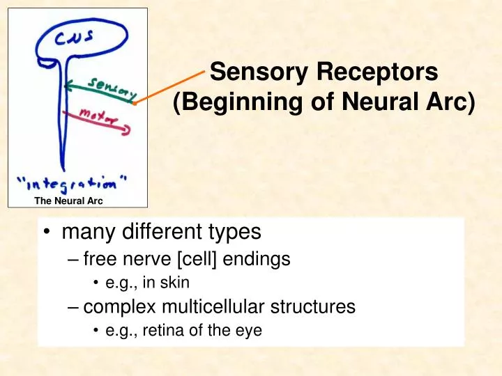 sensory receptors beginning of neural arc
