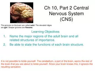 Ch 10, Part 2 Central Nervous System (CNS)