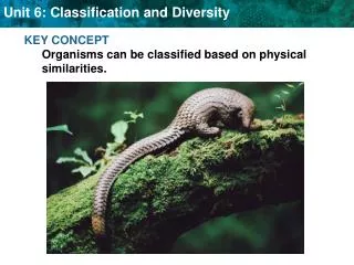 KEY CONCEPT Organisms can be classified based on physical similarities.