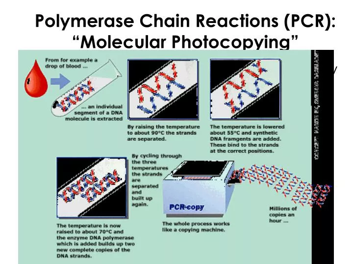 polymerase chain reactions pcr molecular photocopying