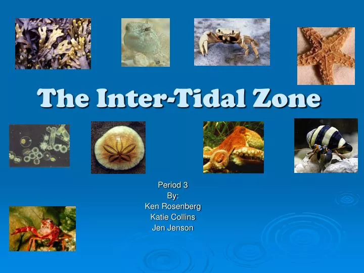 the inter tidal zone
