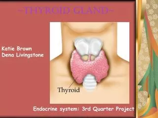 ~Thyroid Gland~