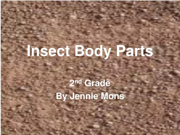 insect body parts