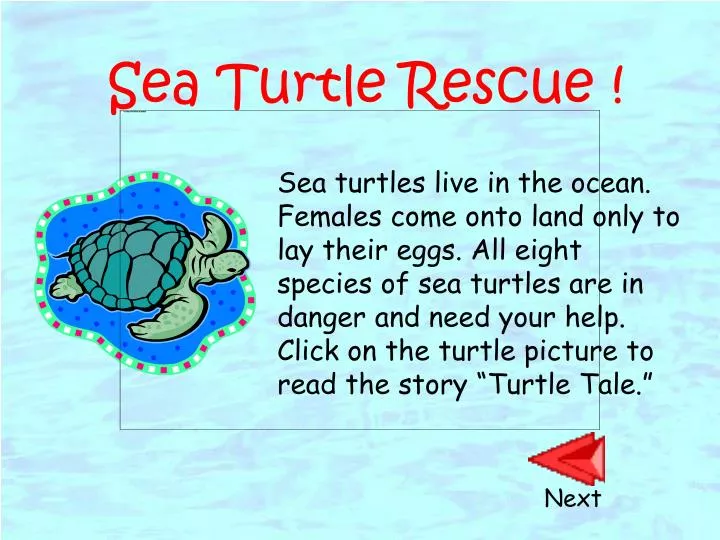 sea turtle rescue