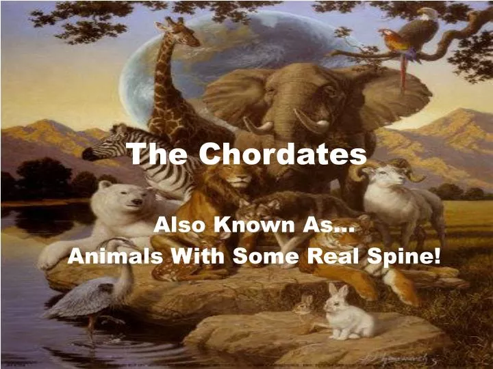 the chordates