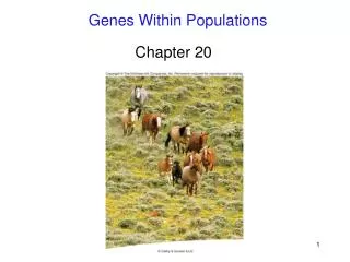 Genes Within Populations