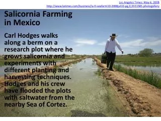 Salicornia Farming in Mexico