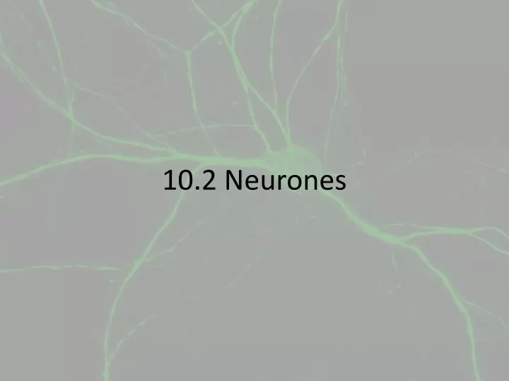 10 2 neurones