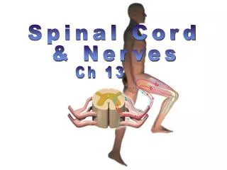 Spinal Cord