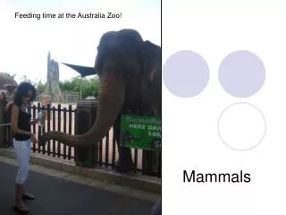 Mammals