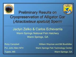 Preliminary Results on Cryopreservation of Alligator Gar ( Atractosteus spatula ) Sperm