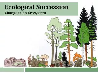 Ecological Succession Change in an Ecosystem