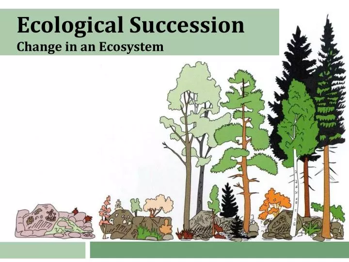 ecological succession change in an ecosystem