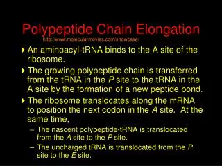 Polypeptide Chain Elongation